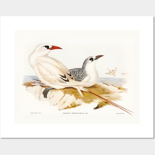 Red-tailed Tropic Bird Posters and Art